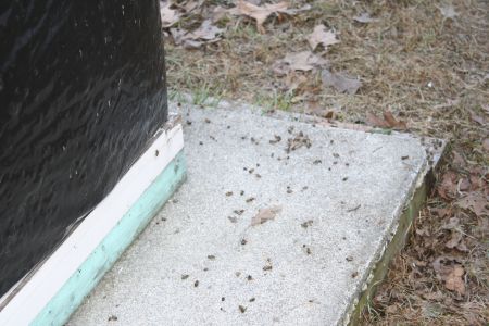 Dead bees outside one of the hives