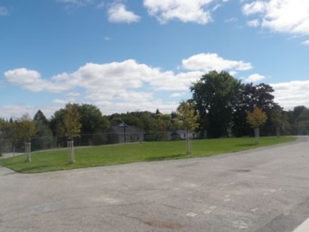 Where there was asphalt, there is now grass and trees (photo by Jenny Martindale)