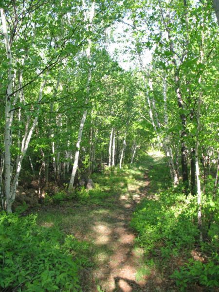 The Roxborough Greenbelt is an example of a green space secured by a community effort, and cared for by a grassroots stewardship group.  (photo by Naomi Grant)