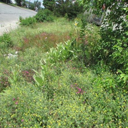 Cunningham Closs' front yard in full bloom