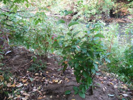 Planting native shrubs on the creek bank protects water quality and improves habitat along Junction Creek (photo by Naomi Grant)