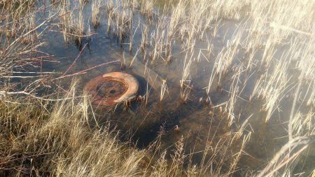 Small wetland next to Travers Park.  November 2015.  Photo by Lilly Noble.