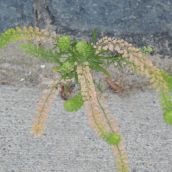 Plants Defy Concrete Outside Sudbury Post Office