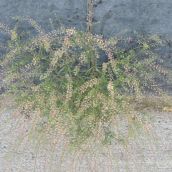 Plants Defy Concrete Outside Sudbury Post Office