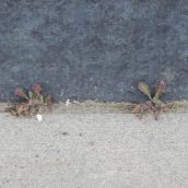 Plants Defy Concrete Outside Sudbury Post Office