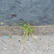 Plants Defy Concrete Outside Sudbury Post Office