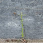 Plants Defy Concrete Outside Sudbury Post Office