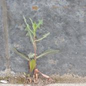 Plants Defy Concrete Outside Sudbury Post Office