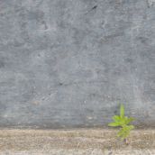 Plants Defy Concrete Outside Sudbury Post Office