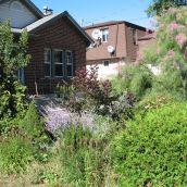 Gardens that replace lawns -  a walk through a  downtown Sudbury neighbourhood