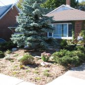 Gardens that replace lawns -  a walk through a  downtown Sudbury neighbourhood