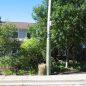 Gardens that replace lawns -  a walk through a  downtown Sudbury neighbourhood