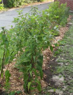 Clover planted with a seed dance with the kindergarden students sprouts next to the back rain garden (photo by Naomi Grant)