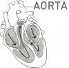 AORTA's picture